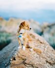 Собака сидить на скелі — стокове фото