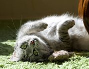 Cat lying on back — Stock Photo
