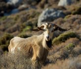 Cabra salvaje de pie en la montaña - foto de stock