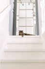 Cat relaxing at top of stairs — Stock Photo