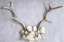 Antlers with white peonies — Stock Photo