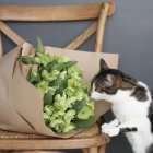 Gatto che annusa mazzo di fiori — Foto stock