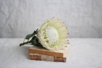 Protea fleur sur les vieux livres — Photo de stock