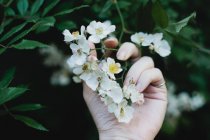 Main tenant une fleur de rose-chien — Photo de stock