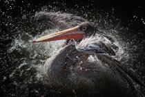 Pássaro pelicano batendo suas asas — Fotografia de Stock