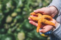 Hand holding red starfish — Stock Photo