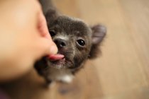 Person feeding Chihuahua puppy — Stock Photo