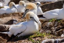 Gannets coppia nidificazione — Foto stock
