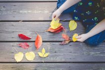 Девушка сортирует цветные осенние листья — стоковое фото