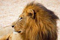 Retrato de león, Sudáfrica - foto de stock