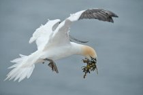 Gannet pájaro con material de anidación - foto de stock