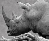 Retrato de rinoceronte, Sudáfrica - foto de stock