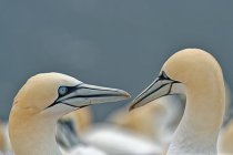 Two fell gannets — Stock Photo