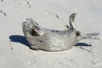 Joven foca acostada en la playa - foto de stock