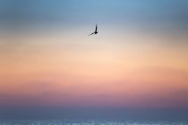 Seagull flying above sea — Stock Photo