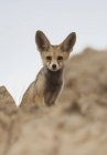 Аравійська лисиця руда — стокове фото