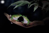 Deux grenouilles assises face à face — Photo de stock