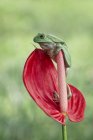 Лягушка, сидящая на цветке — стоковое фото