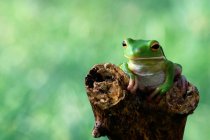 Frog sitting on branch — Stock Photo