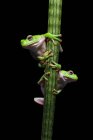 Two frogs climbing — Stock Photo