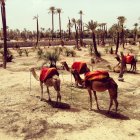 Camels on sand near palm trees — Stock Photo