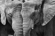 Dos elefantes uno al lado del otro - foto de stock