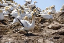 Flock of northern gannets — Stock Photo