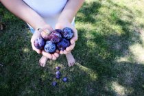 Boy holding plums — Stock Photo