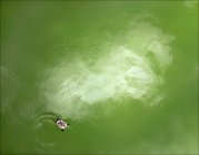 Schildkröte schwimmt im Fluss — Stockfoto