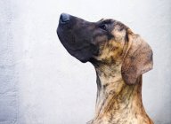Собака смотрит на стену — стоковое фото