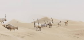 Sentito parlare di Oryx nel deserto — Foto stock