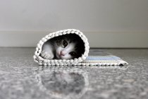 Kätzchen im zusammengerollten Teppich — Stockfoto