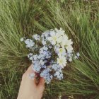 Рука держит незабвенные цветы — стоковое фото