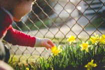 Boy picking daffodil — Stock Photo