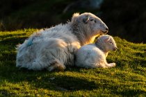 Brebis et agneau au coucher du soleil — Photo de stock