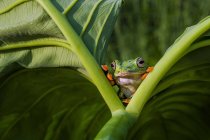 Frosch schaut aus zwei Blättern — Stockfoto