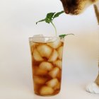 Naso di gatto vicino vetro — Foto stock