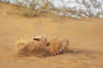 Desert monitor, Varanus griseus — Stock Photo