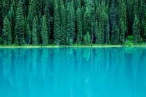 Вічнозелені дерева, що відображають в озеро — стокове фото