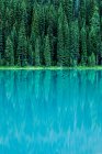 Immergrüne Bäume spiegeln sich im See — Stockfoto