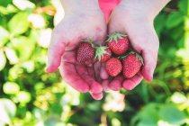 Mains d'enfants tenant des fraises — Photo de stock