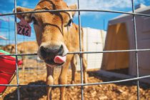Nahaufnahme einer Kuh auf einem Bauernhof — Stockfoto