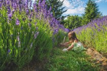 Girl sitting in lavender field — Stock Photo