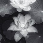 Vista de ángulo alto de flores de loto - foto de stock
