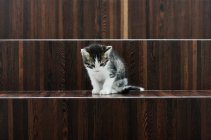 Kitten sitting on wooden stairs — Stock Photo