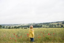 Niño de pie en un campo de trigo - foto de stock
