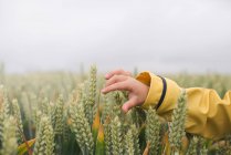 Boy hand touching wheat — Stock Photo