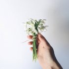 Hand hält Frühlingsschneeglöckchen — Stockfoto