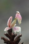 Mantis orquídea en planta - foto de stock