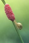Равлик повзає рослиною — стокове фото